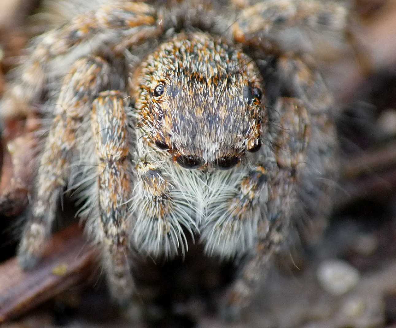 Carrhotus xanthogramma